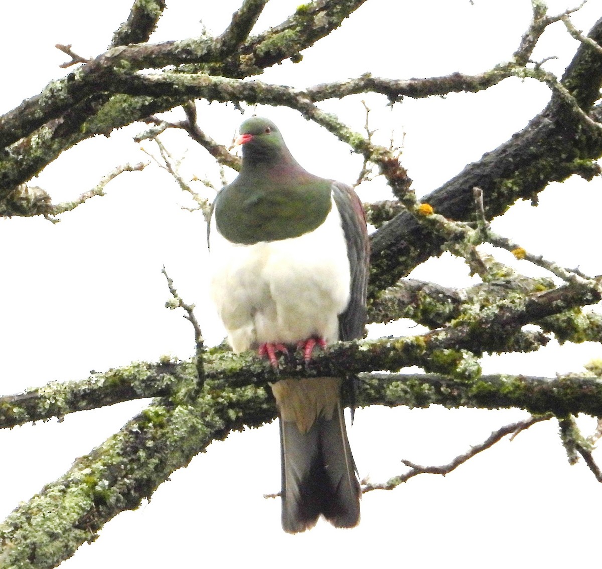 New Zealand Pigeon - ML620631565