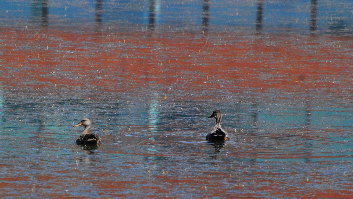 Gadwall - Max Thayer