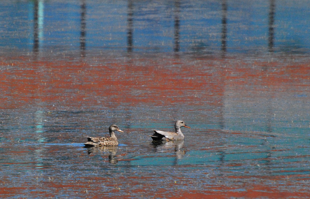 Gadwall - ML620631567