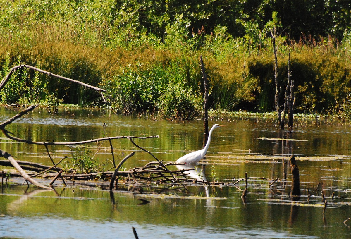 Great Egret - ML620631570