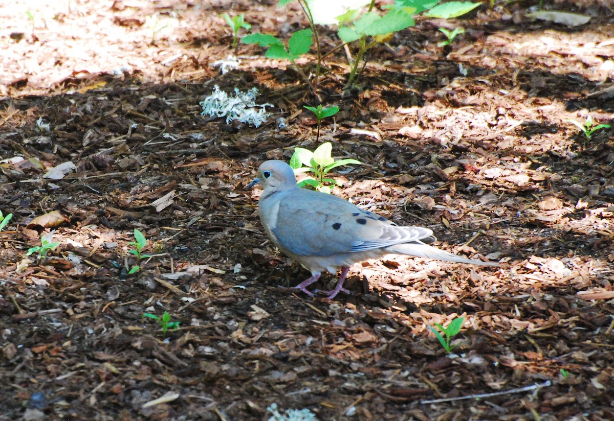 Mourning Dove - ML620631583