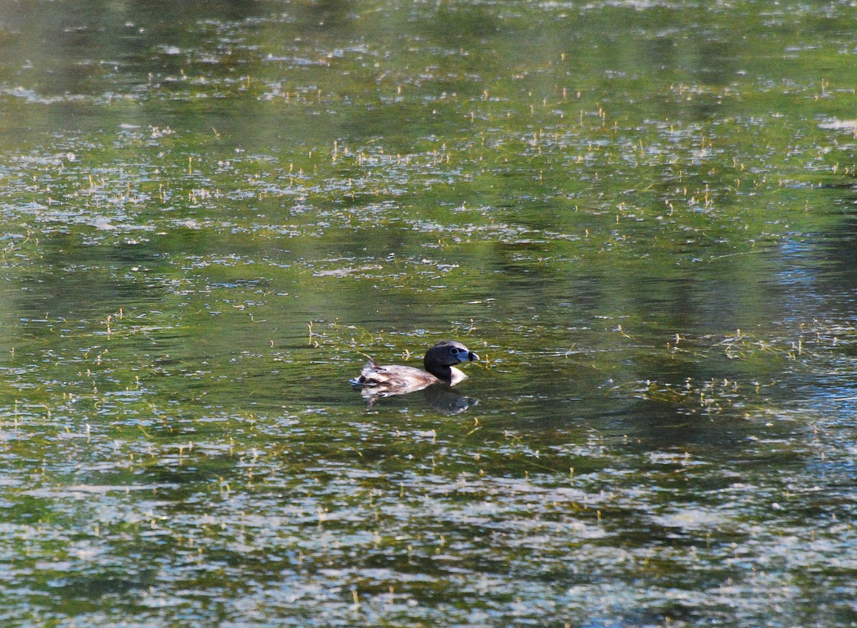 Pied-billed Grebe - ML620631587