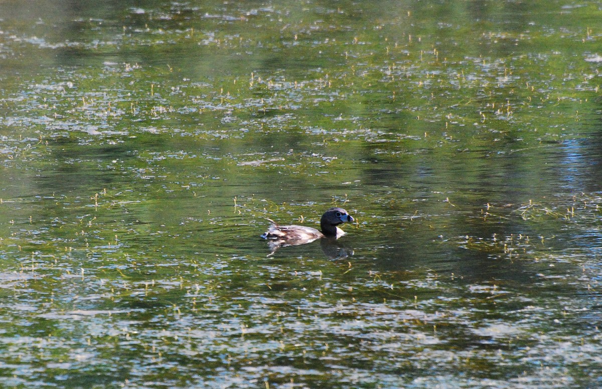 Pied-billed Grebe - ML620631588