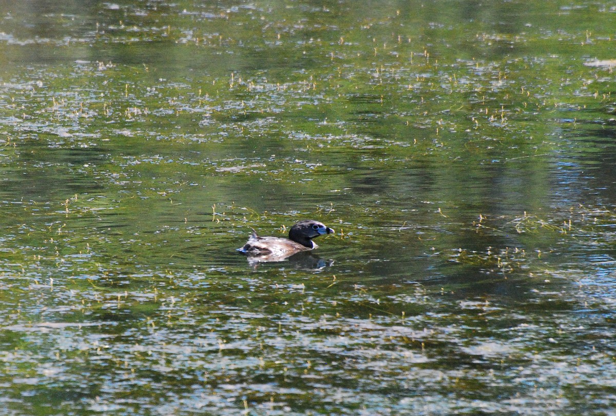 Pied-billed Grebe - ML620631589