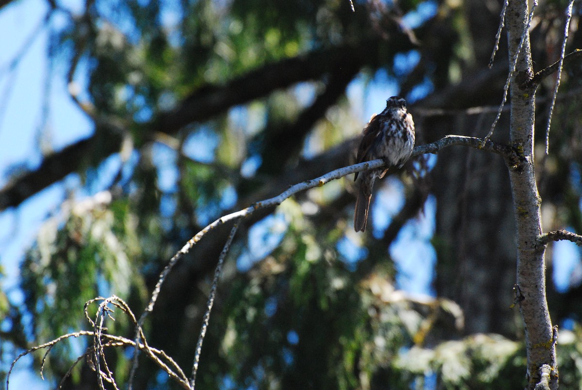 Song Sparrow - ML620631595