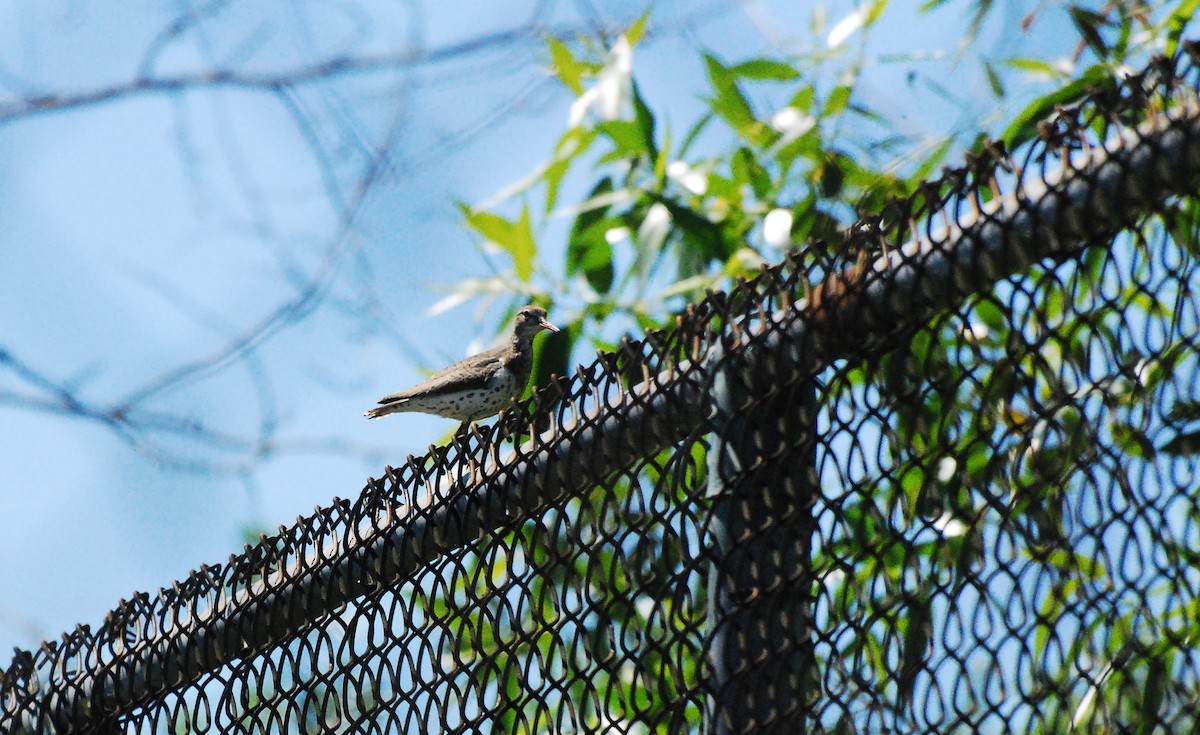 Spotted Sandpiper - ML620631601