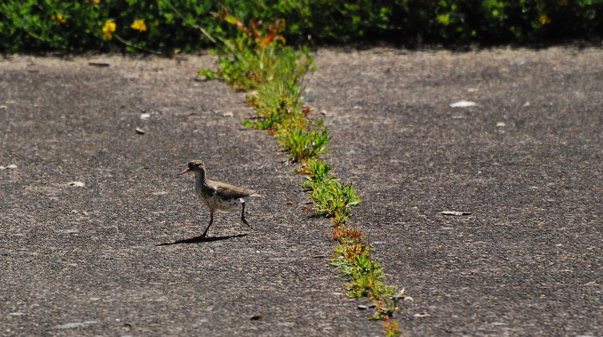 Spotted Sandpiper - ML620631603