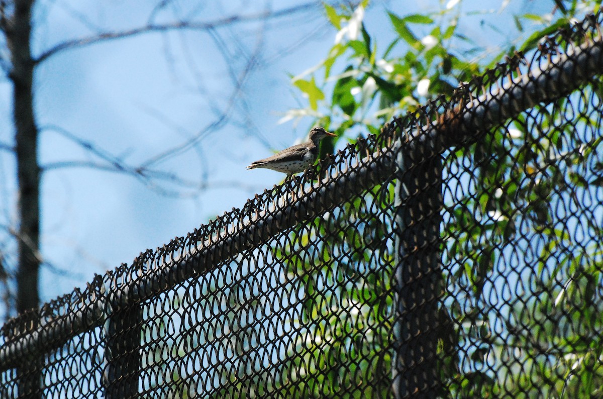 Spotted Sandpiper - ML620631604