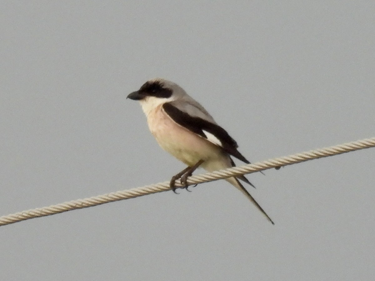 Lesser Gray Shrike - ML620631617