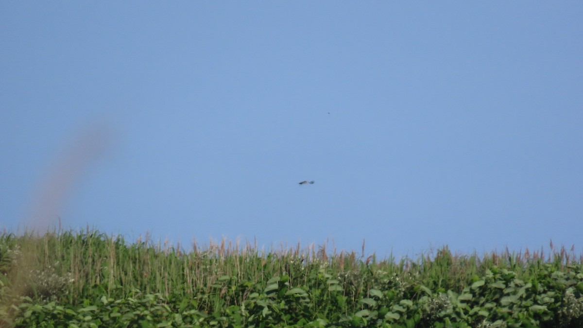 Balbuzard pêcheur - ML620631624