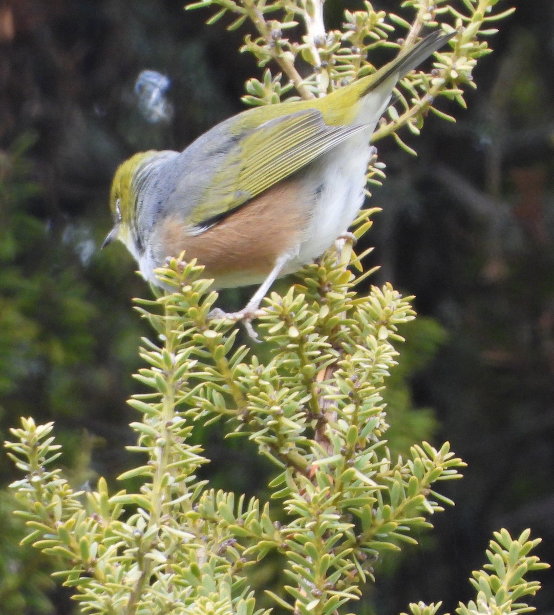 Zostérops à dos gris - ML620631625