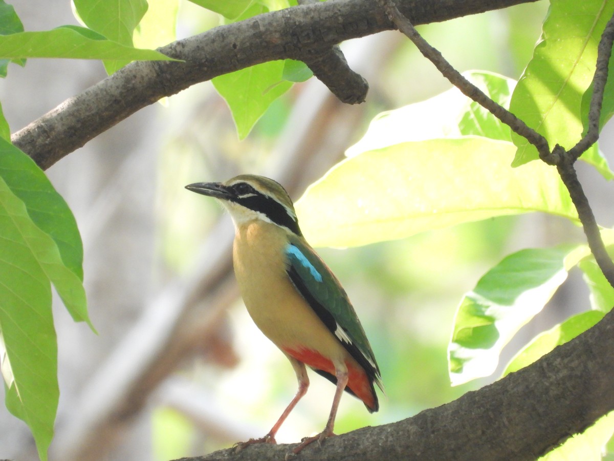 Indian Pitta - ML620631629