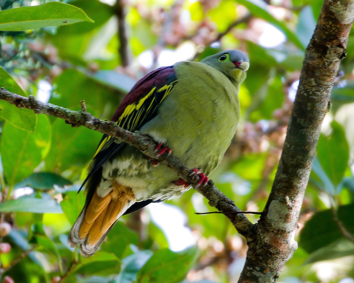 Thick-billed Green-Pigeon - ML620631630