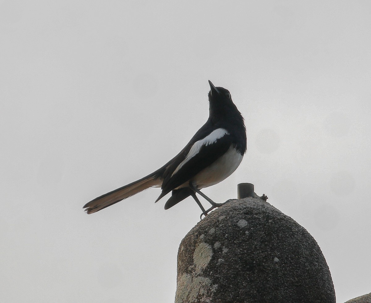 Oriental Magpie-Robin - ML620631638