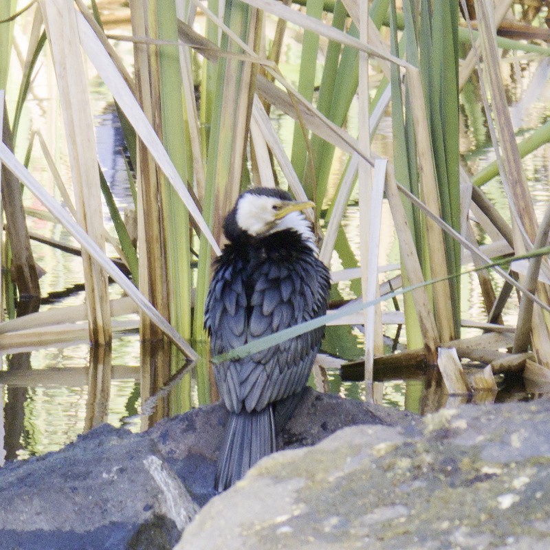 Little Pied Cormorant - ML620631639