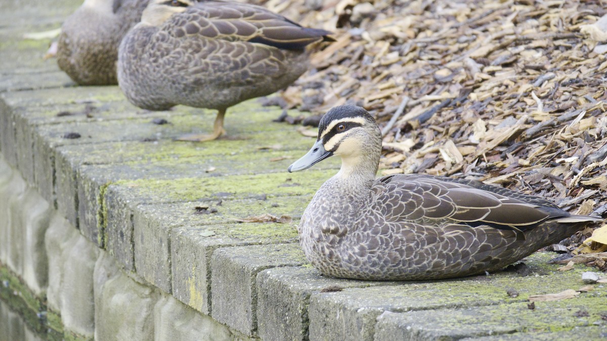 Pacific Black Duck - ML620631648