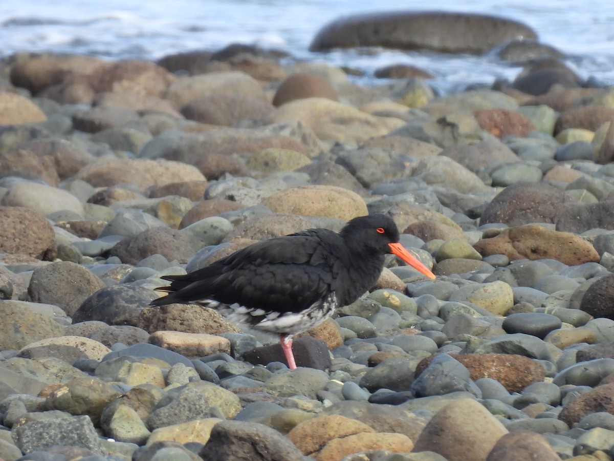 Neuseeland-Austernfischer - ML620631657