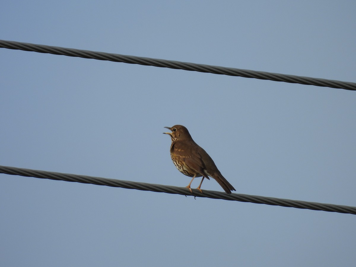 Song Thrush - ML620631659