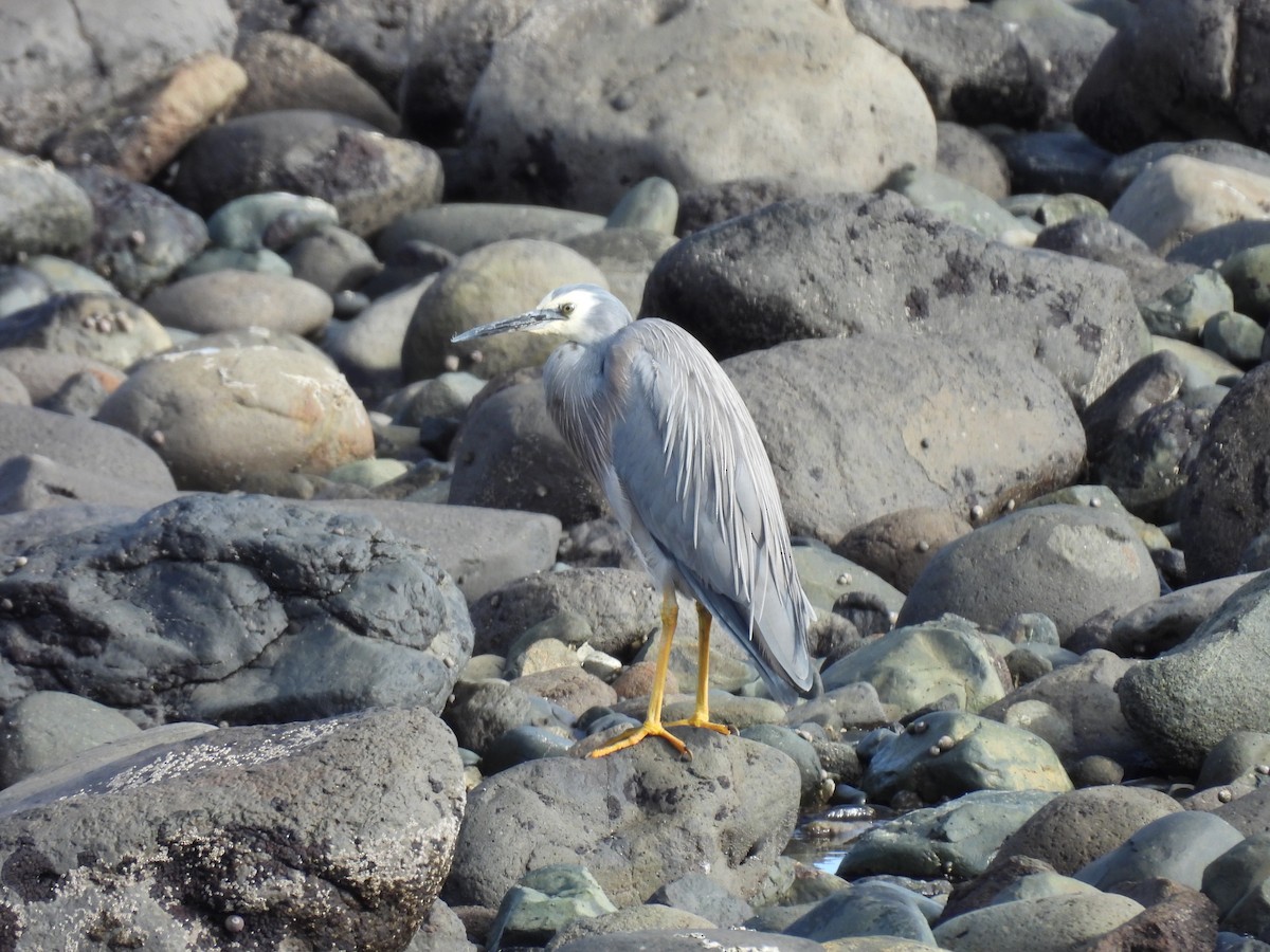 White-faced Heron - ML620631663