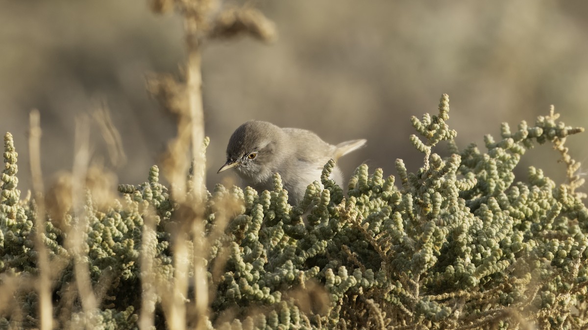 Asian Desert Warbler - Markus Craig