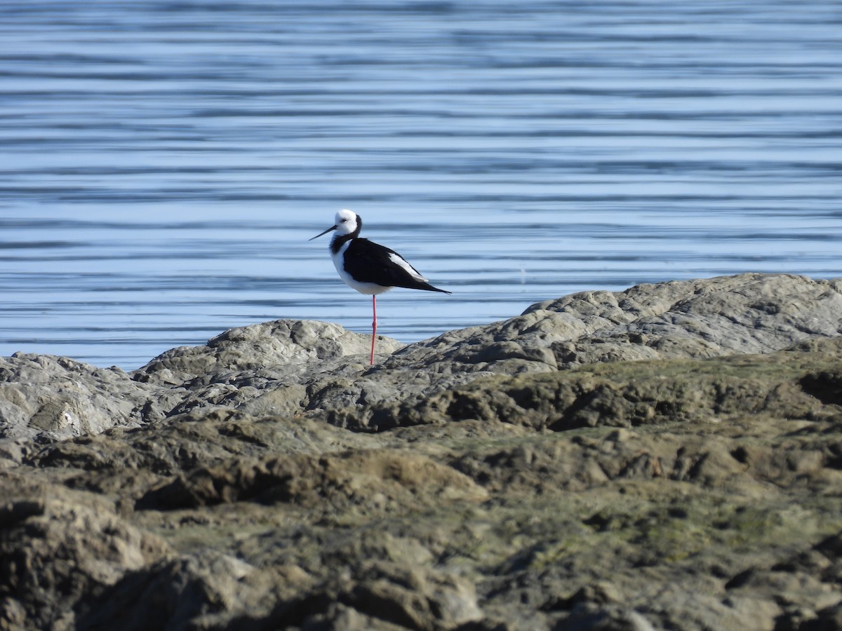 Pied Stilt - ML620631671