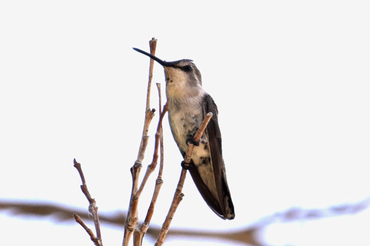 Colibrí de Costa - ML620631684