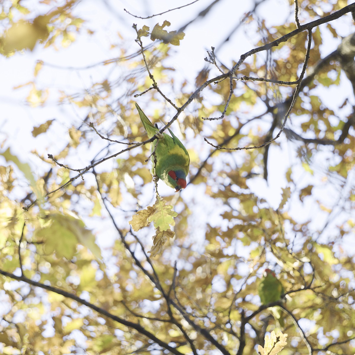 Musk Lorikeet - ML620631687