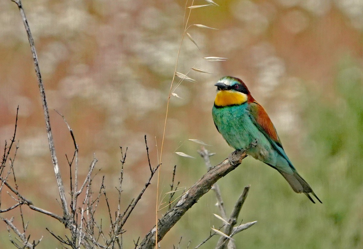 European Bee-eater - ML620631688