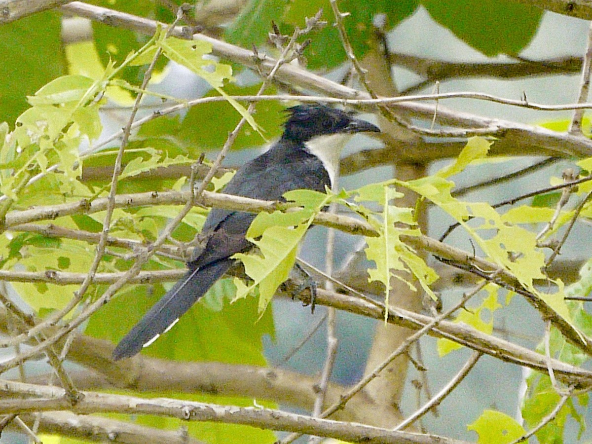 Pied Cuckoo - ML620631689