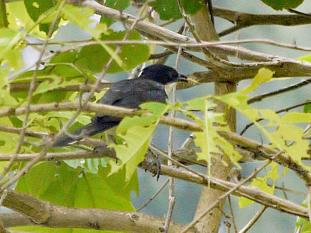 Pied Cuckoo - ML620631691