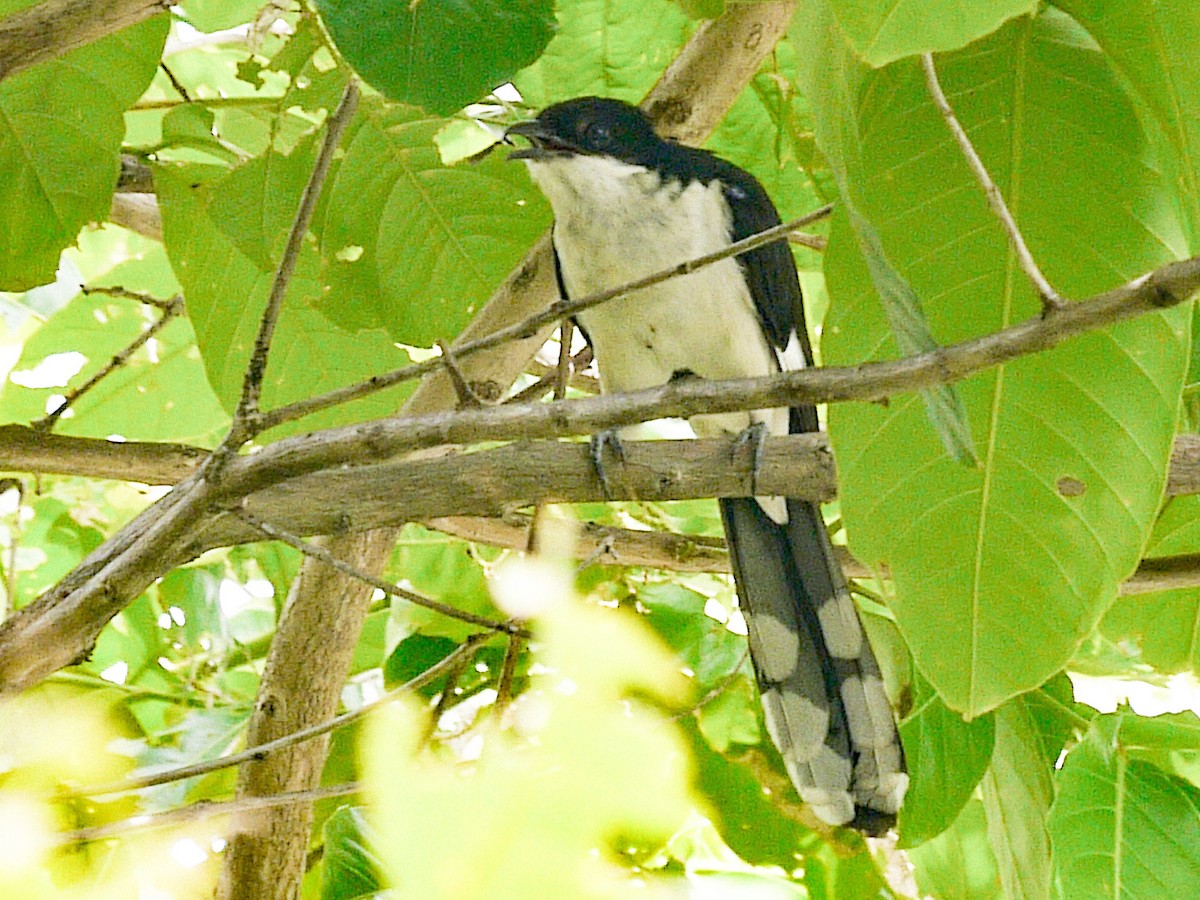 Pied Cuckoo - ML620631692