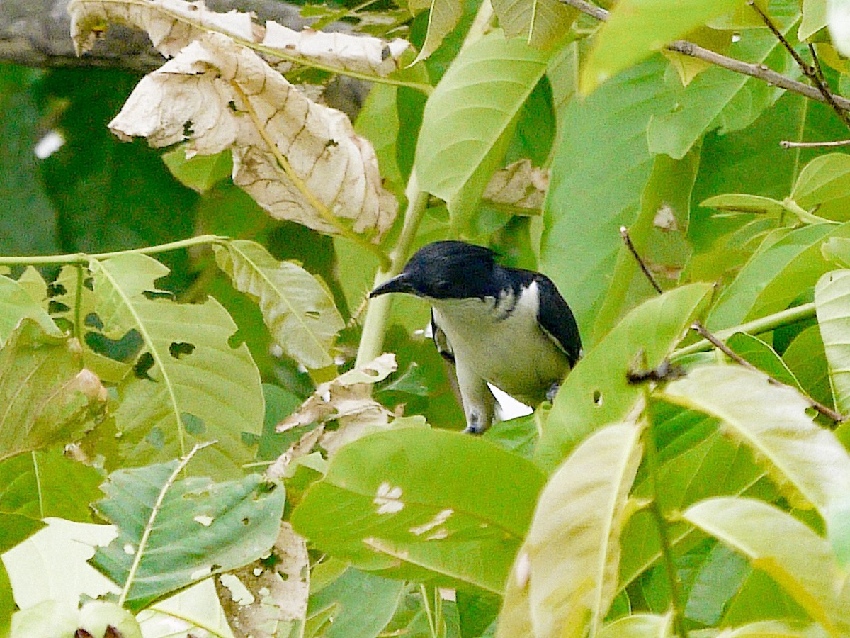 Pied Cuckoo - ML620631694