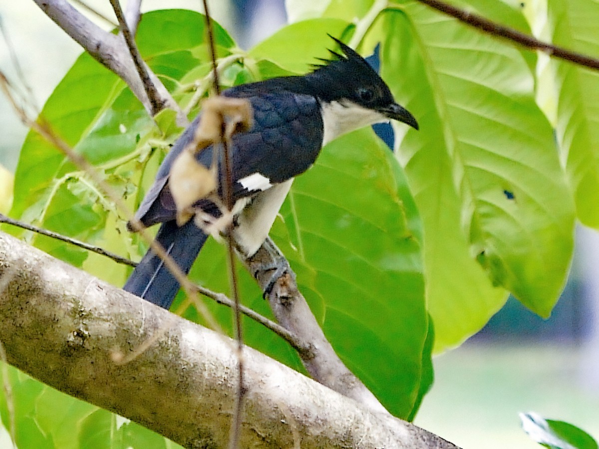 Pied Cuckoo - ML620631697