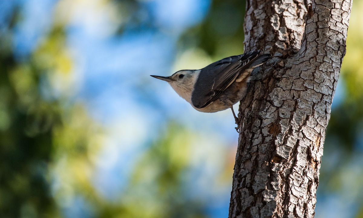 White-breasted Nuthatch - ML620631703