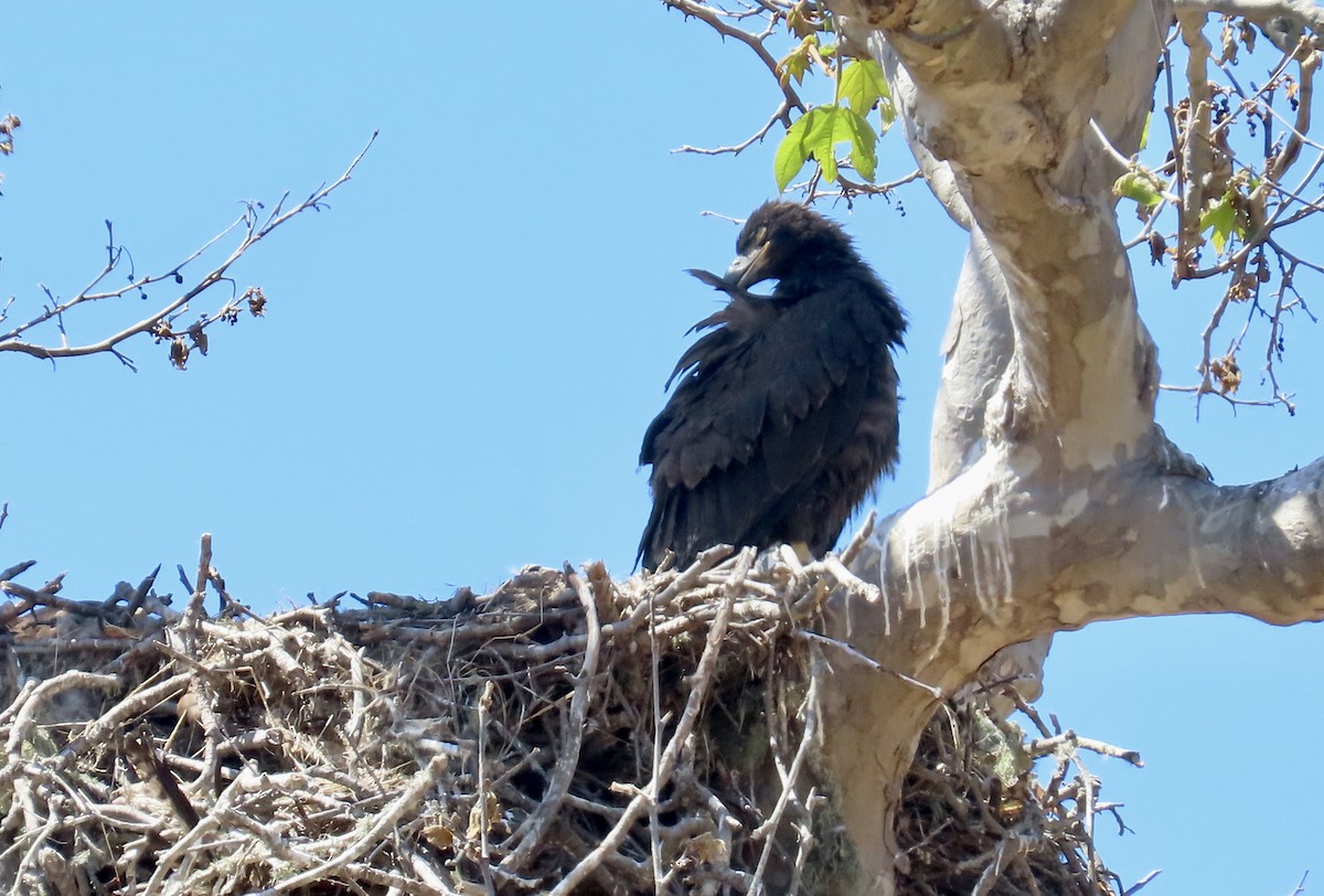 Bald Eagle - ML620631706