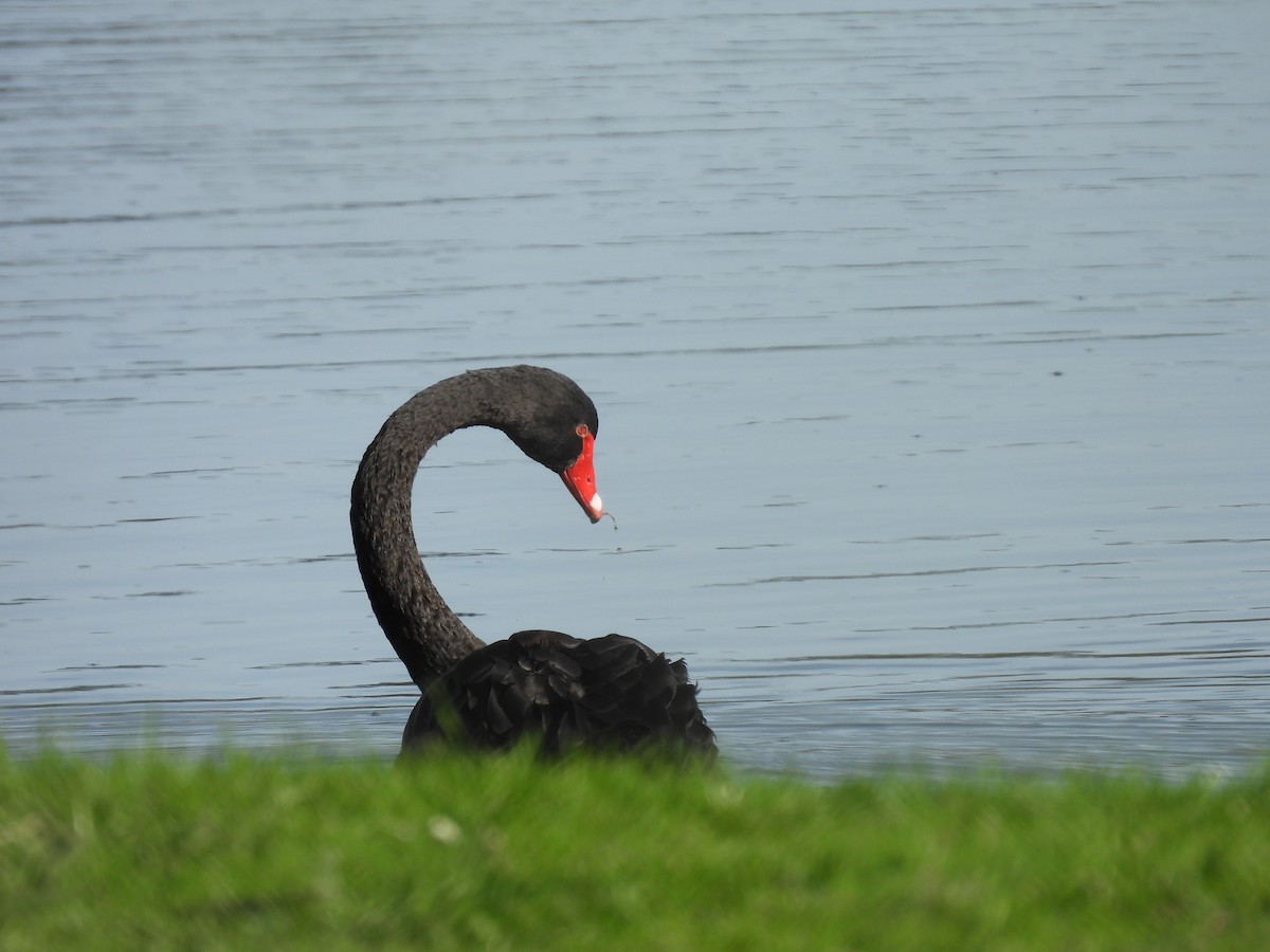 Black Swan - ML620631716
