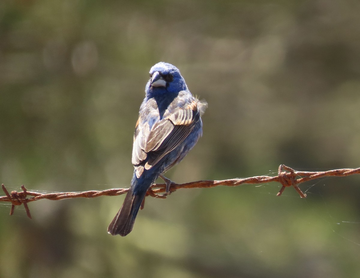 Blue Grosbeak - ML620631719