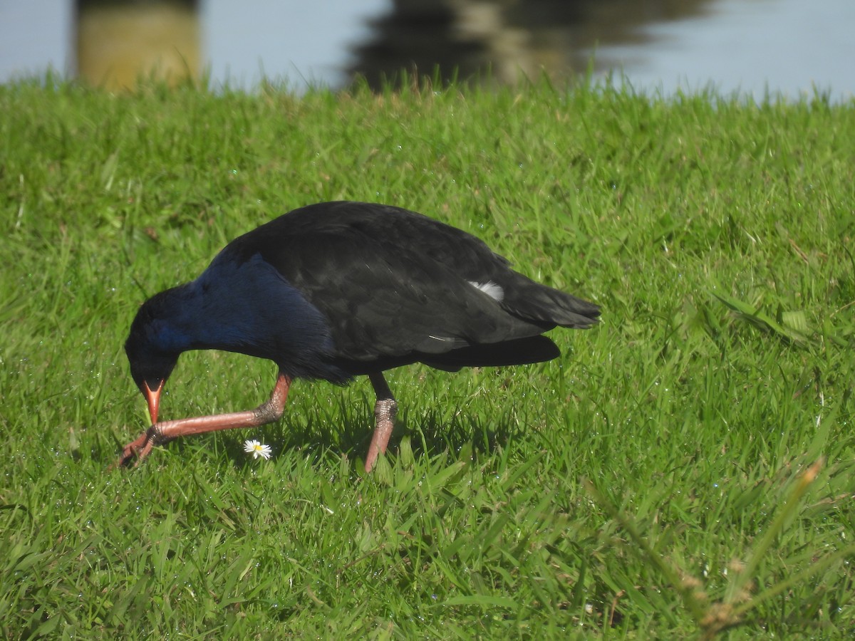 Australasian Swamphen - ML620631722