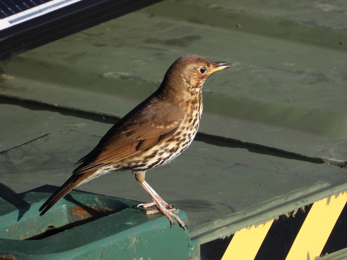 Song Thrush - ML620631728