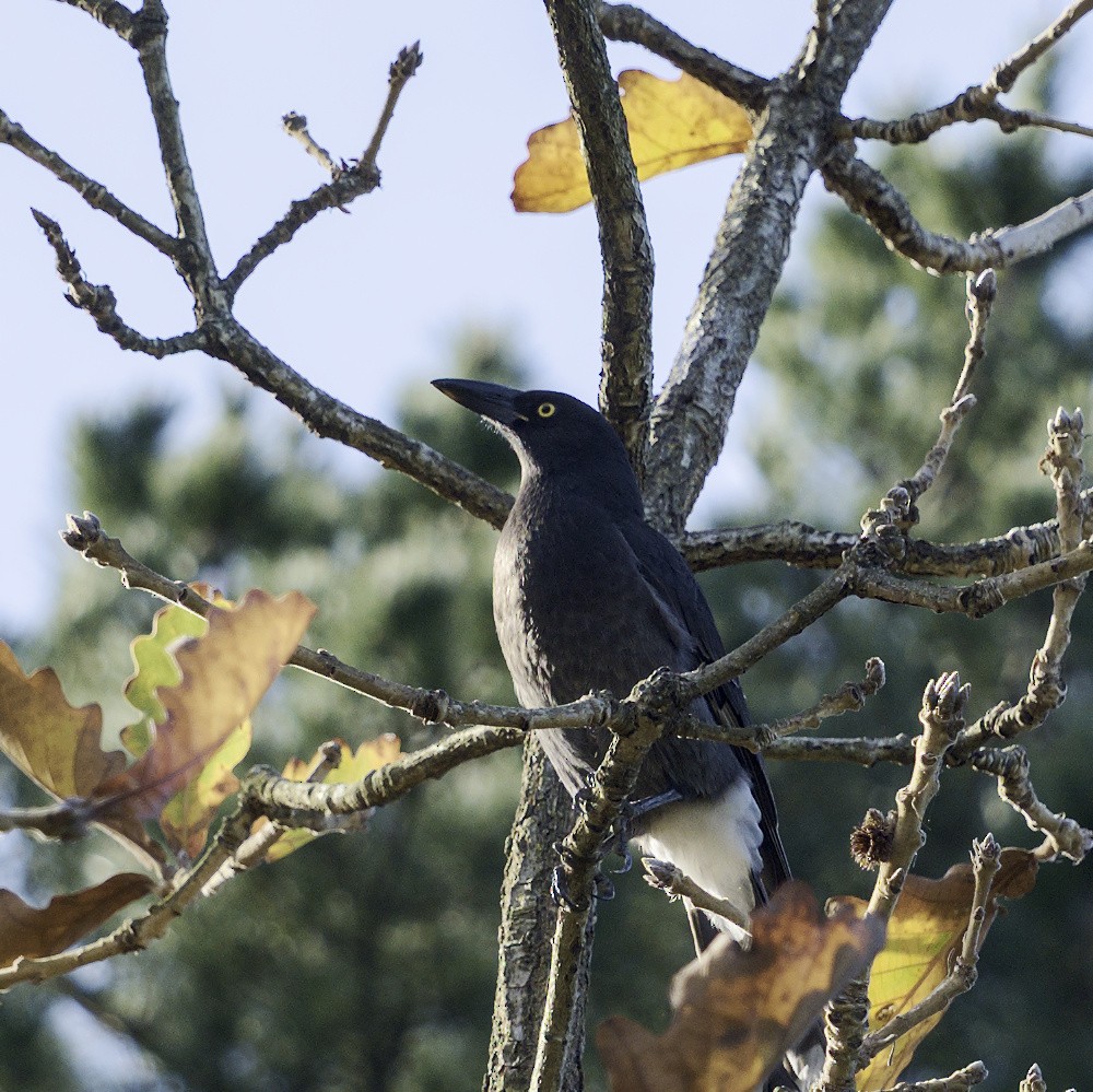 Pied Currawong - ML620631733