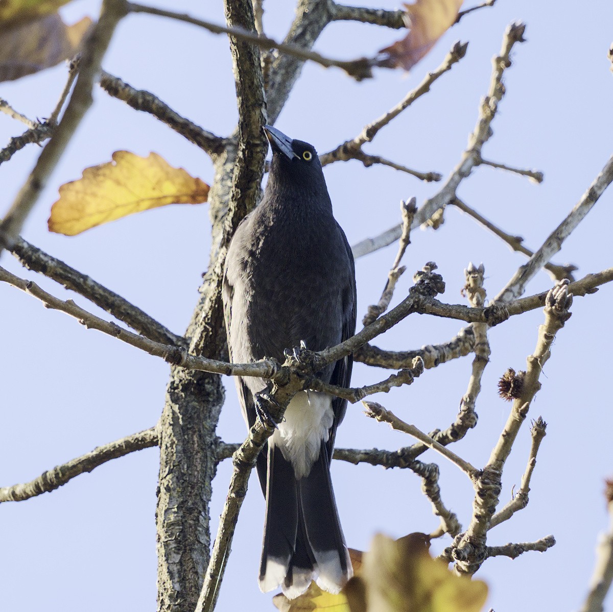 Pied Currawong - ML620631734