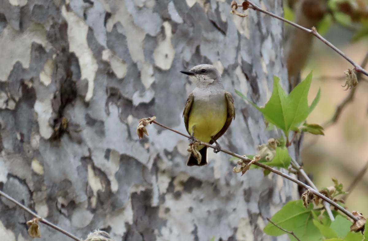 Western Kingbird - ML620631735