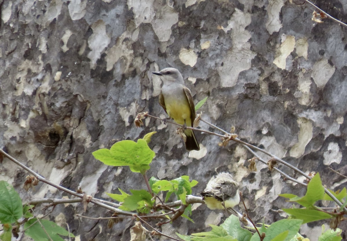 Western Kingbird - ML620631736