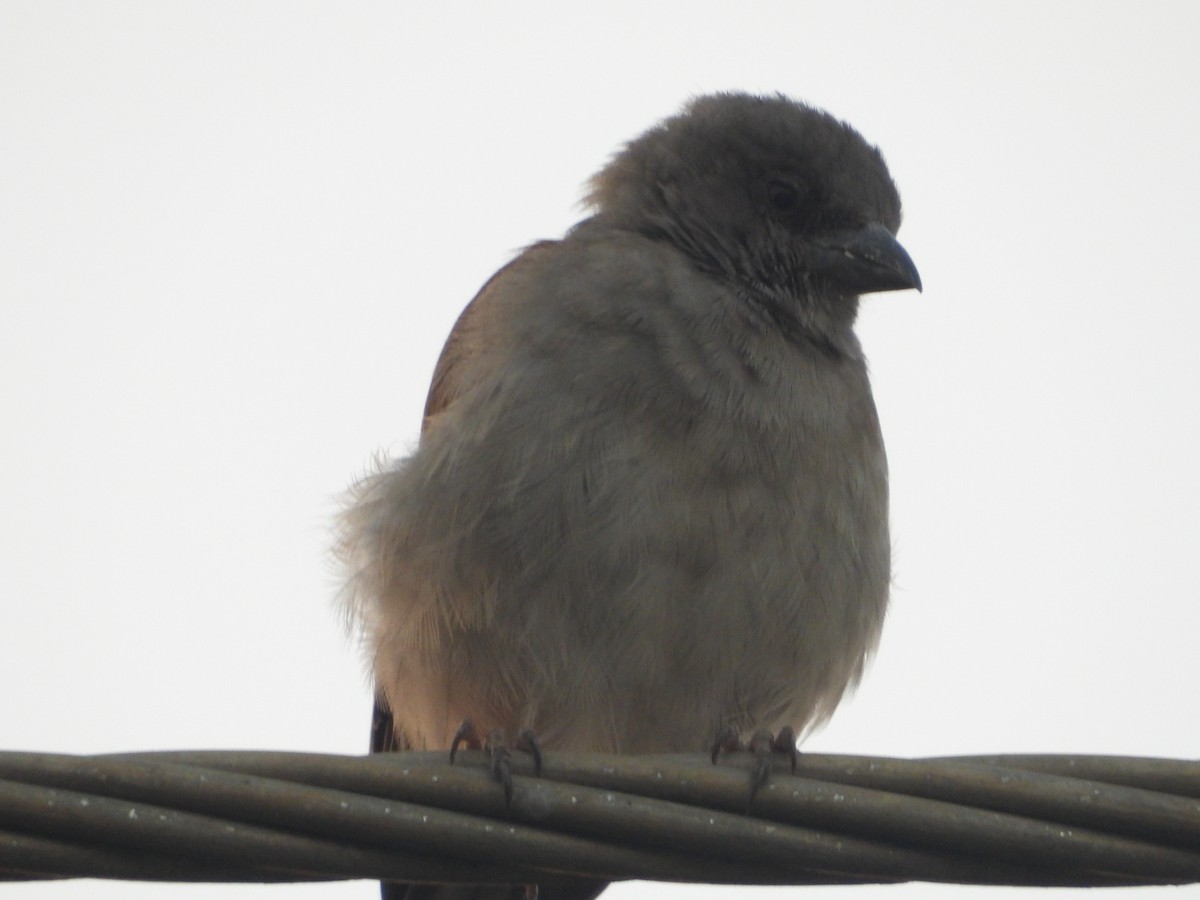 Northern Gray-headed Sparrow - ML620631737