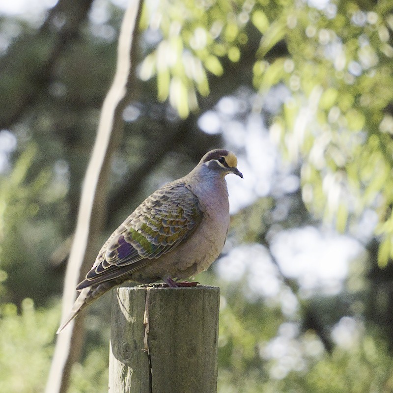 Common Bronzewing - ML620631740