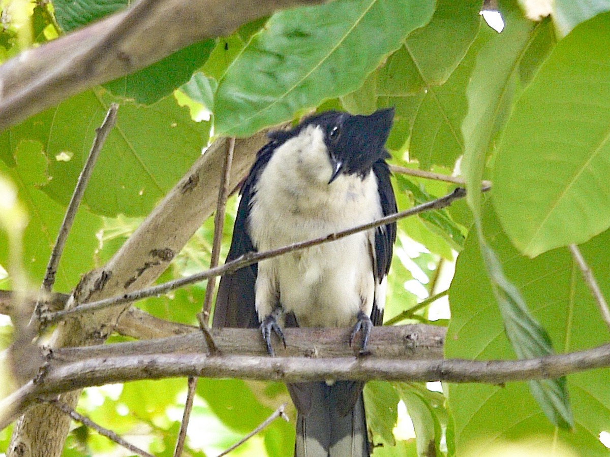 Pied Cuckoo - ML620631744