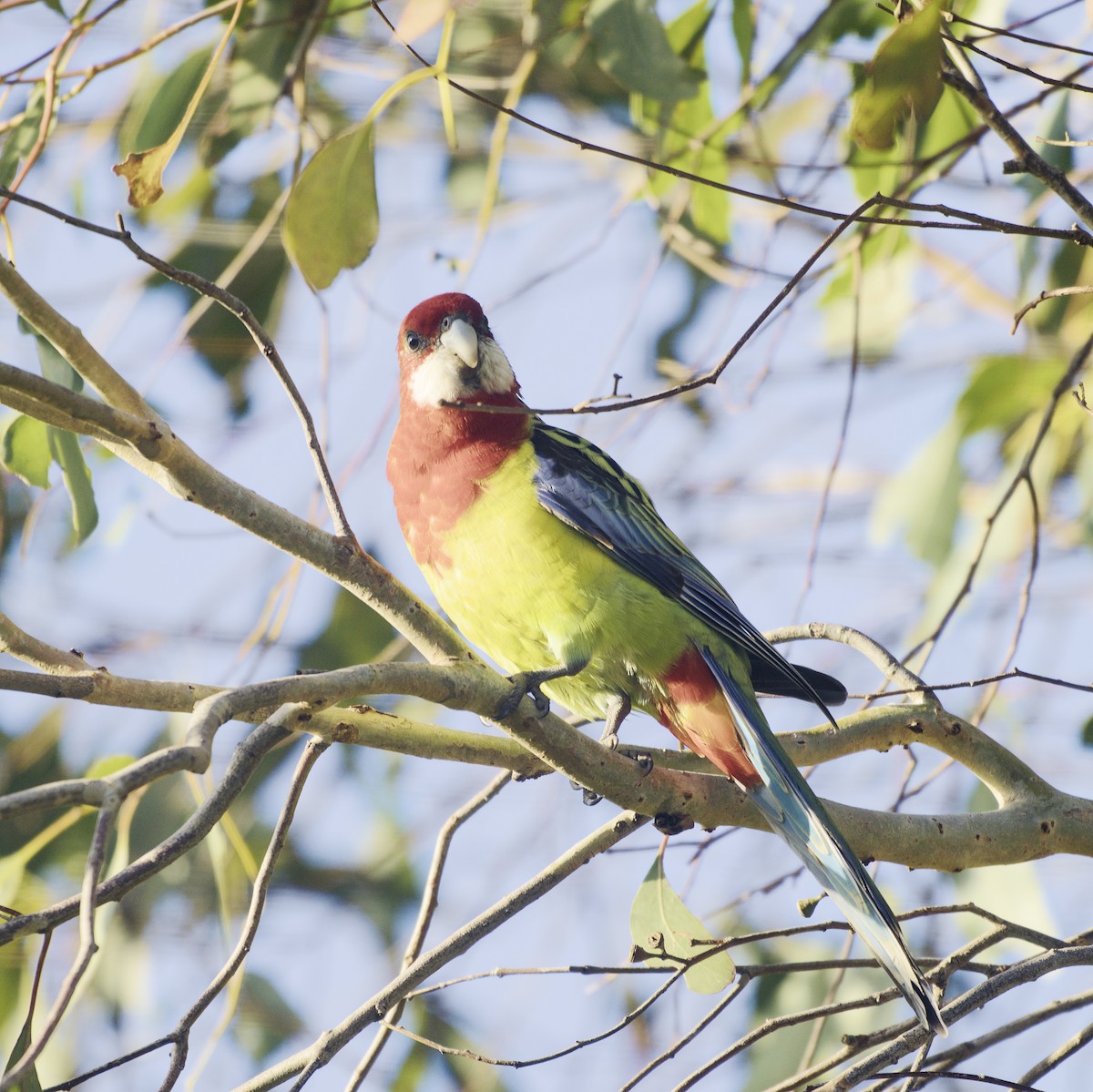 Eastern Rosella - ML620631745