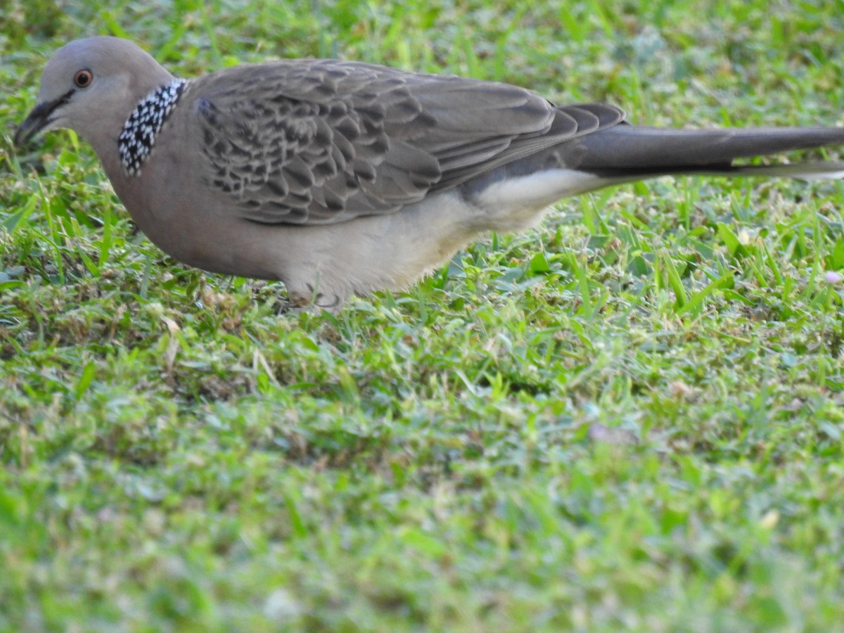 珠頸斑鳩 - ML620631747