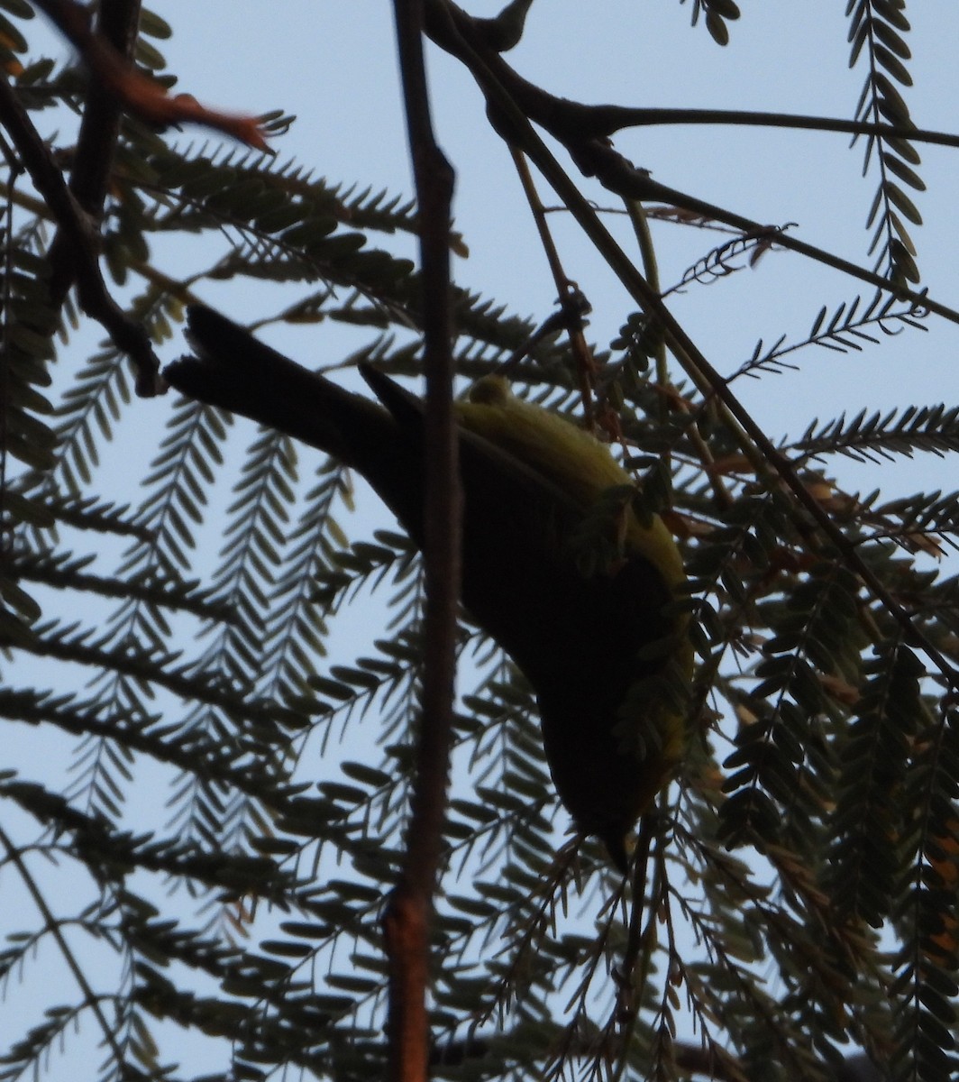 Southern Yellow White-eye - ML620631748