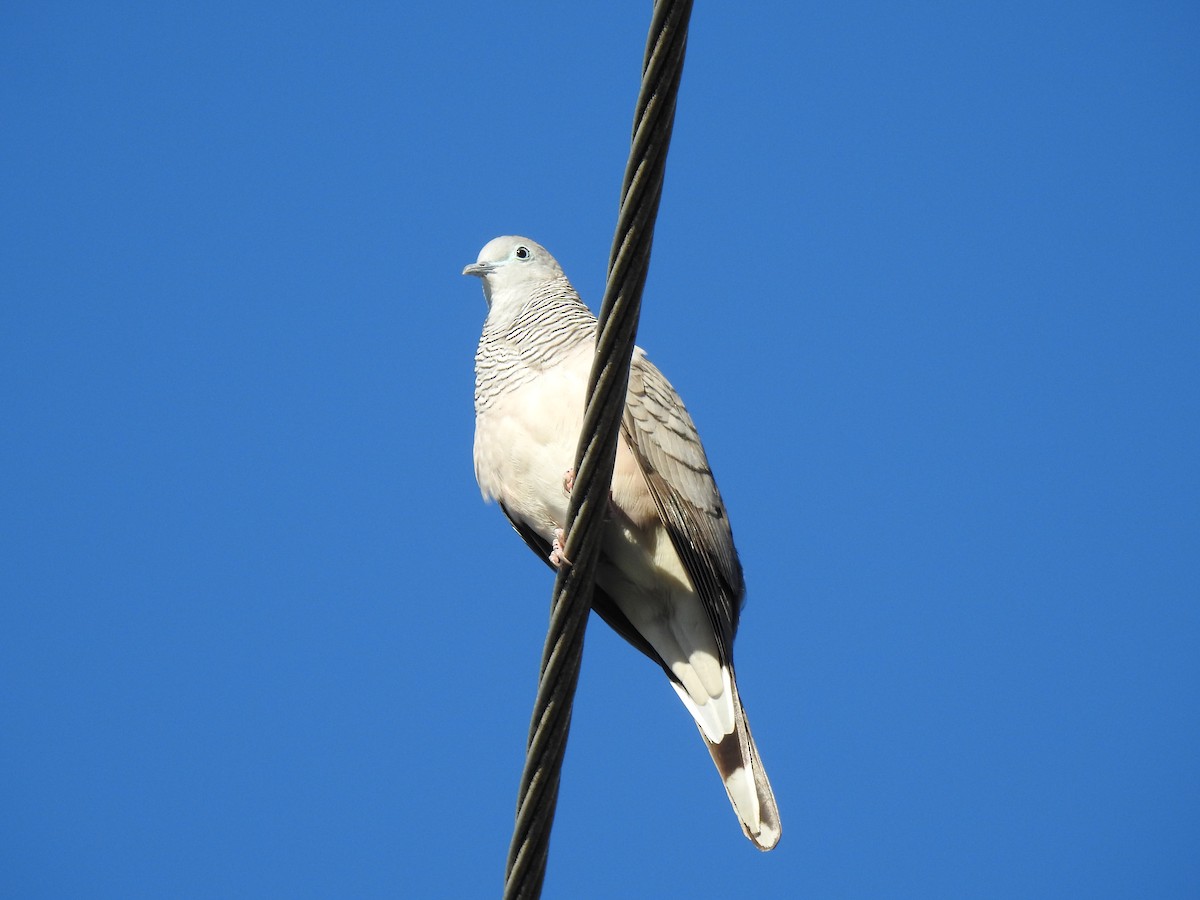 Peaceful Dove - ML620631749